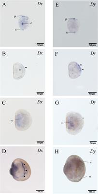 Knockdown of Two Iodothyronine Deiodinase Genes Inhibits Epinephrine-Induced Larval Metamorphosis of the Hard-Shelled Mussel Mytilus coruscus